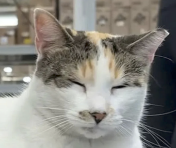 Francine the cat